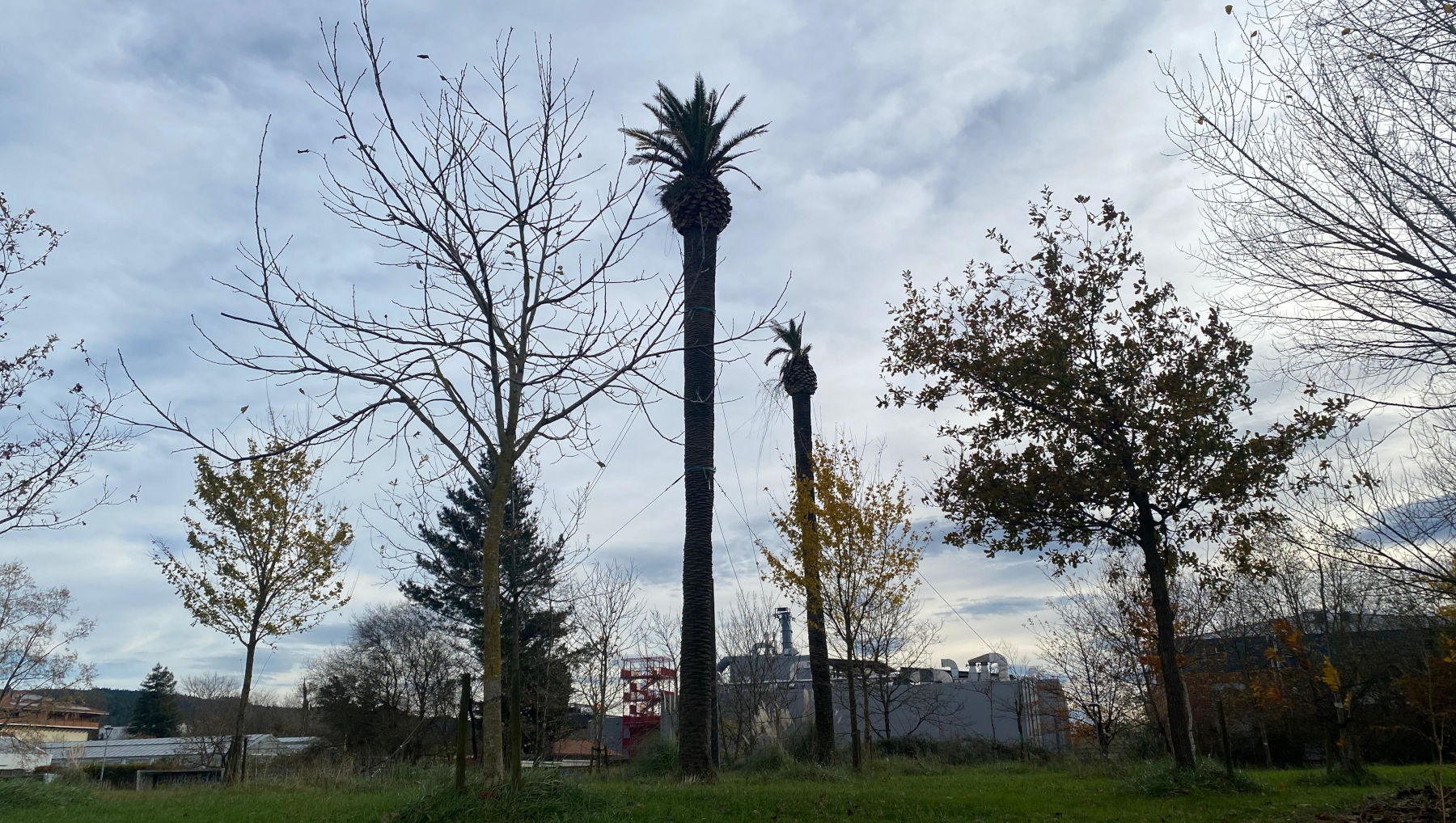 Palmeras en Derio. Diciembre 2025