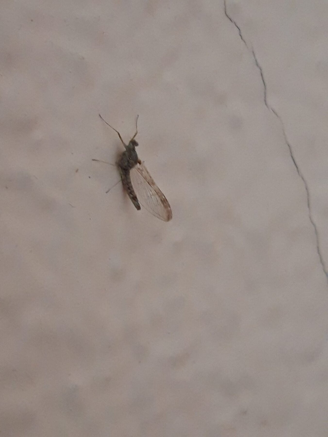 2026-04-22 Denuncia de AMPA Cervantes IGE por aguas estancadas en parcela frente a la escuela (Ayto y Dpto Salud GV)